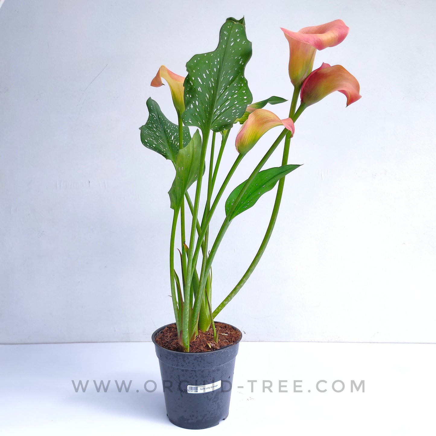 Calla Lilly
