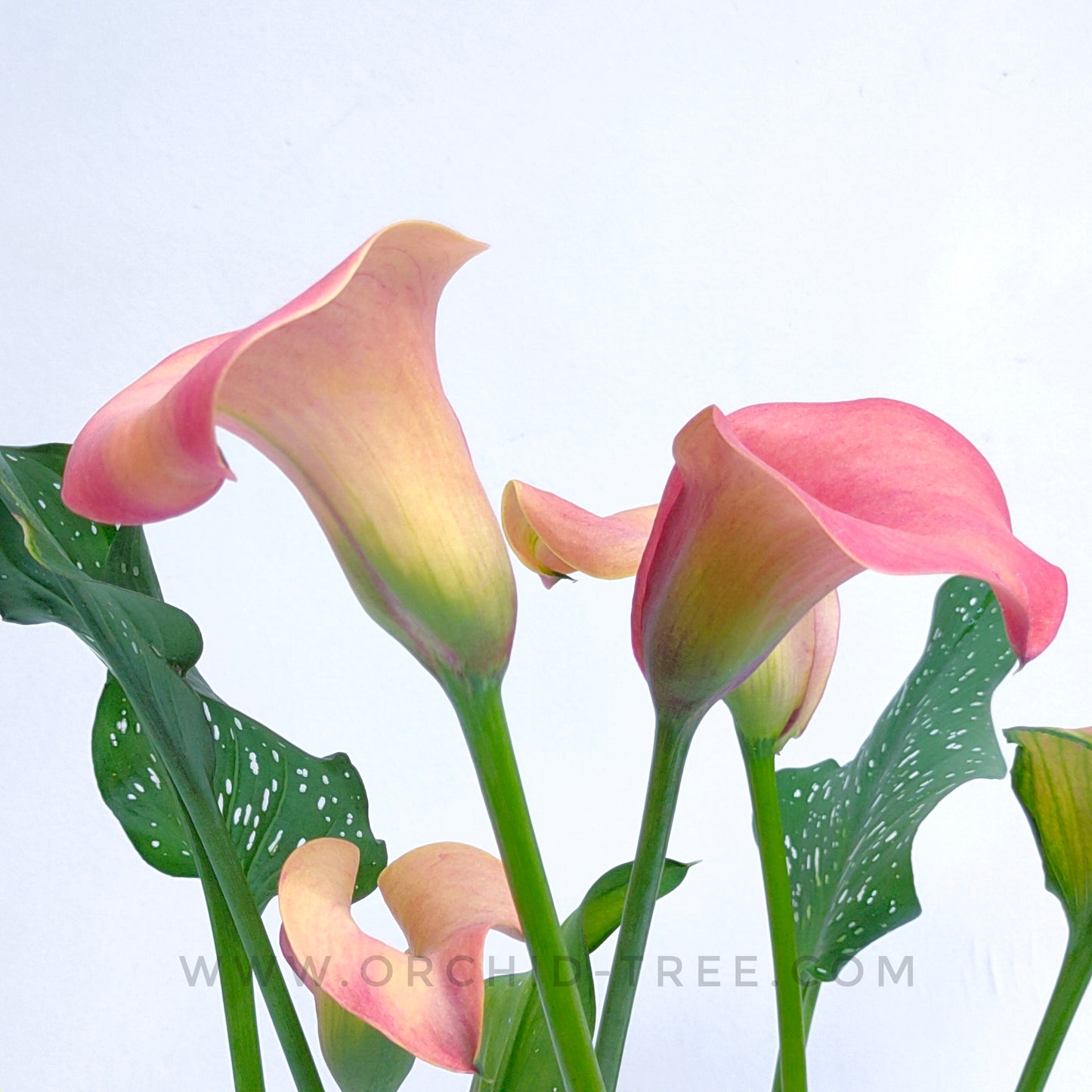 Calla Lilly