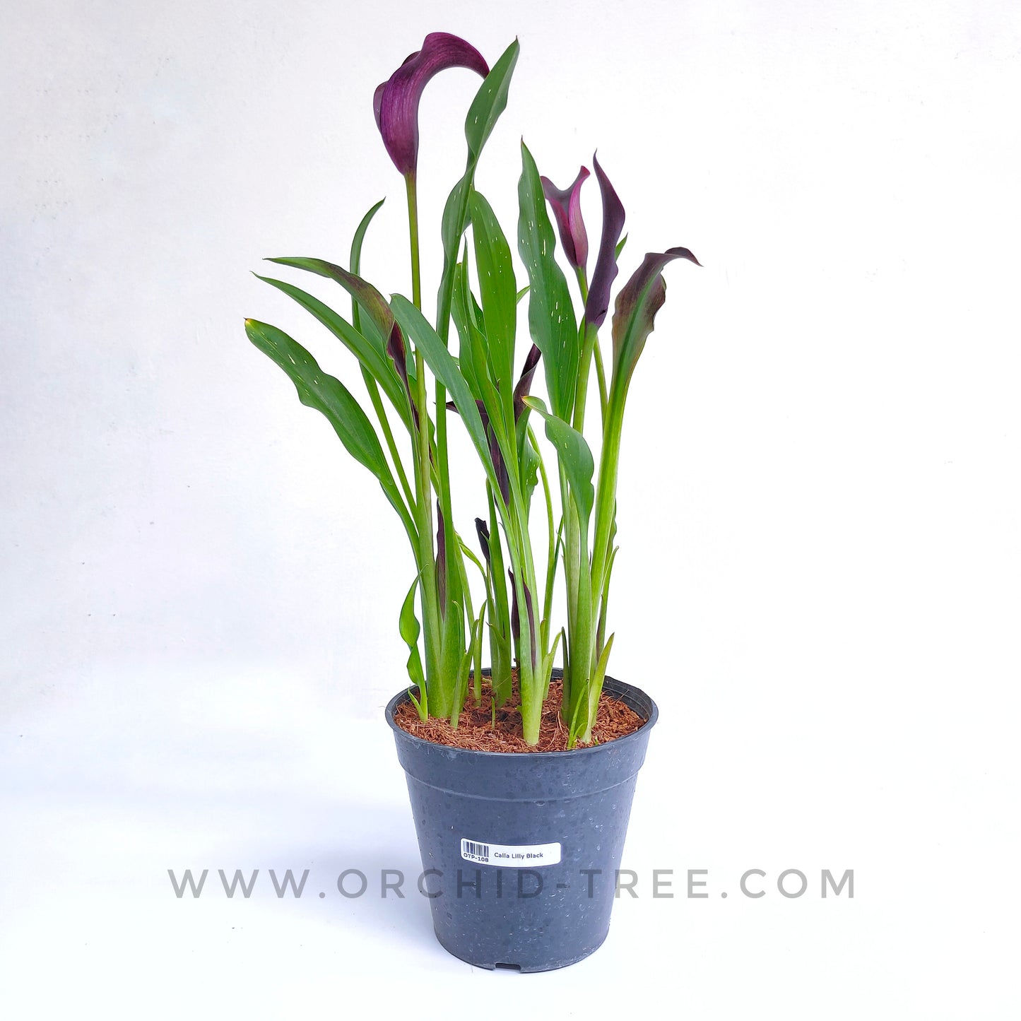 Calla Lilly
