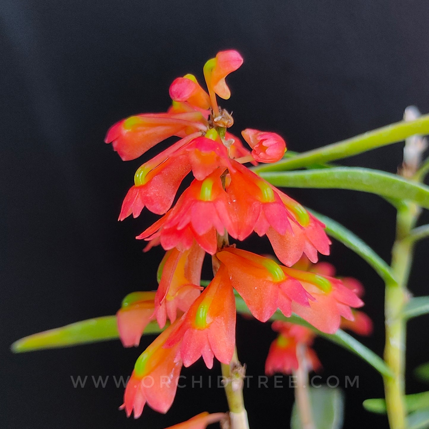 Dendrobium faciferum sp. - BS