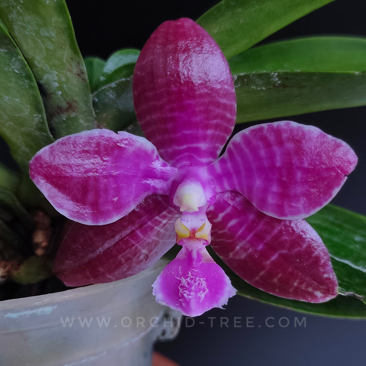 Phalaenopsis lueddemanniana sp. - BS
