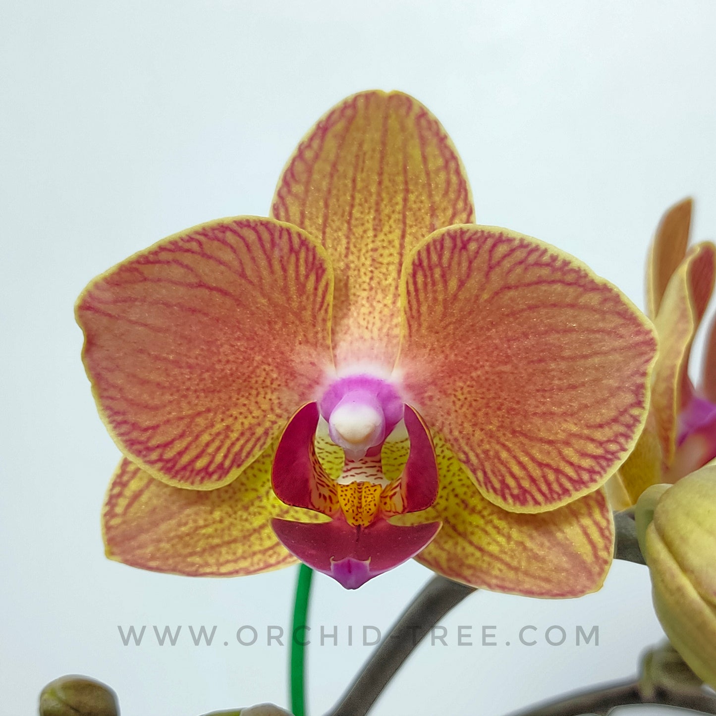 Phalaenopsis Fangmei Splash - FF