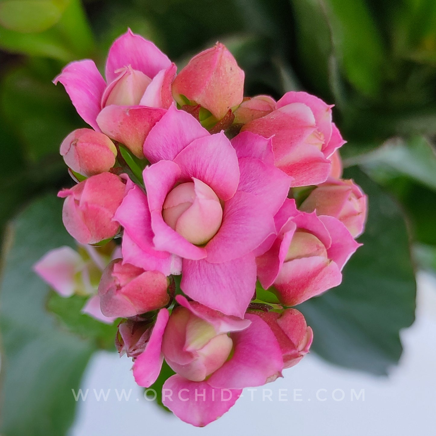 Kalanchoe | Flowering Plants