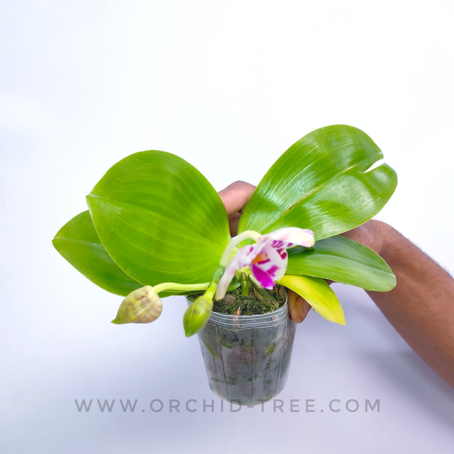 Phalaenopsis KS Super Zebra - FF