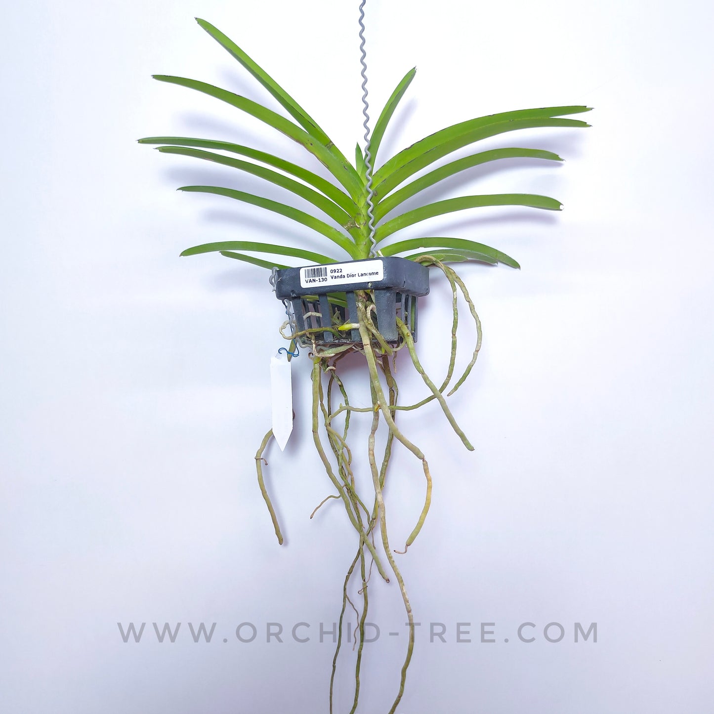 Vanda Dior Lancome - BS