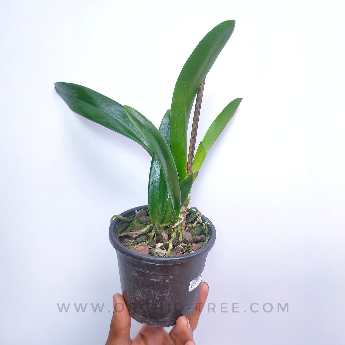 Cattleya Taiwan Big Lip 'FANGtastic' - BS