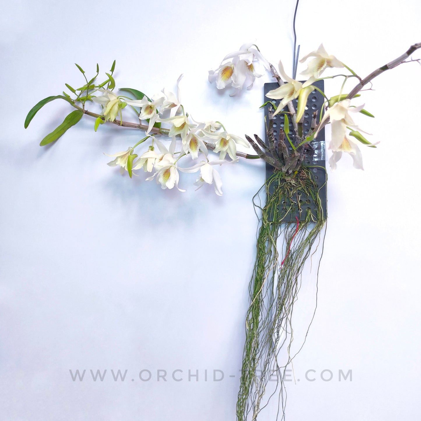 Dendrobium Jairak Chaste - FF
