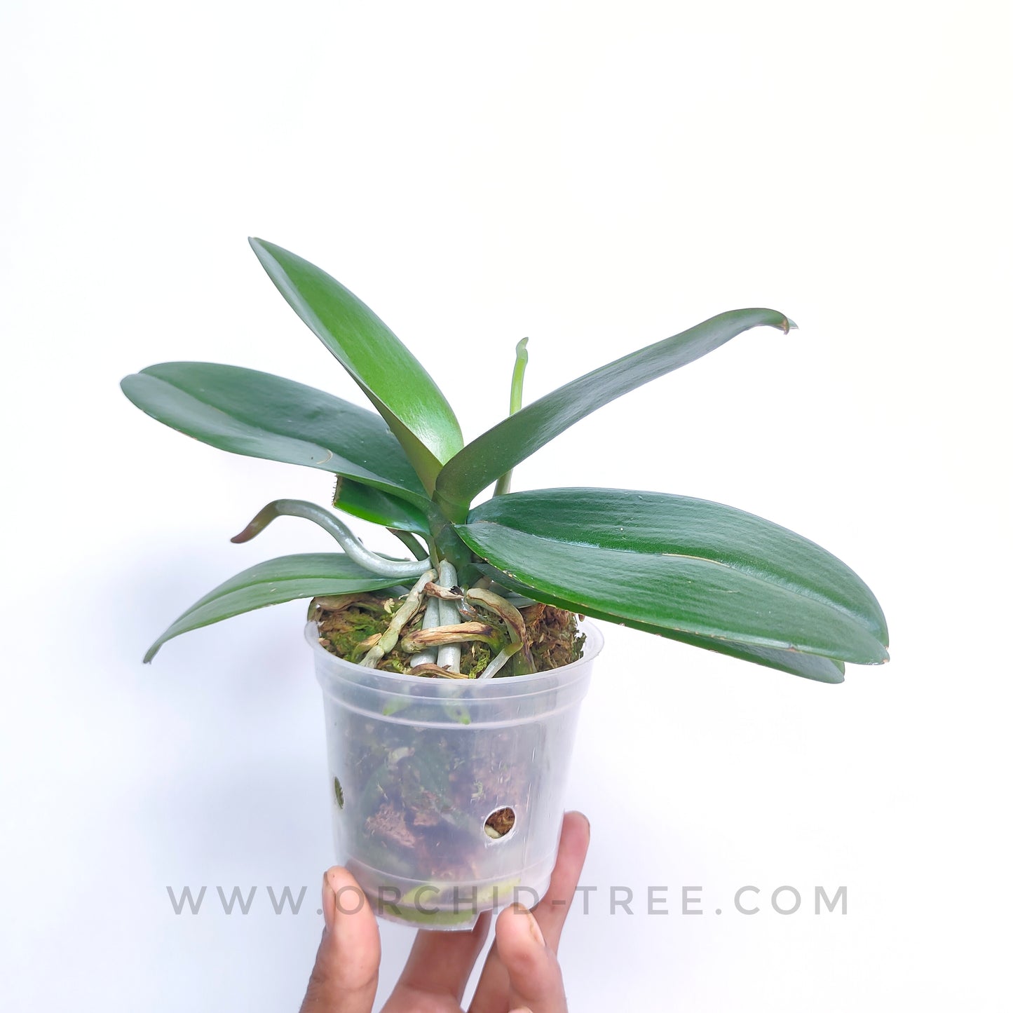 Phalaenopsis OX Yuanbao - FF