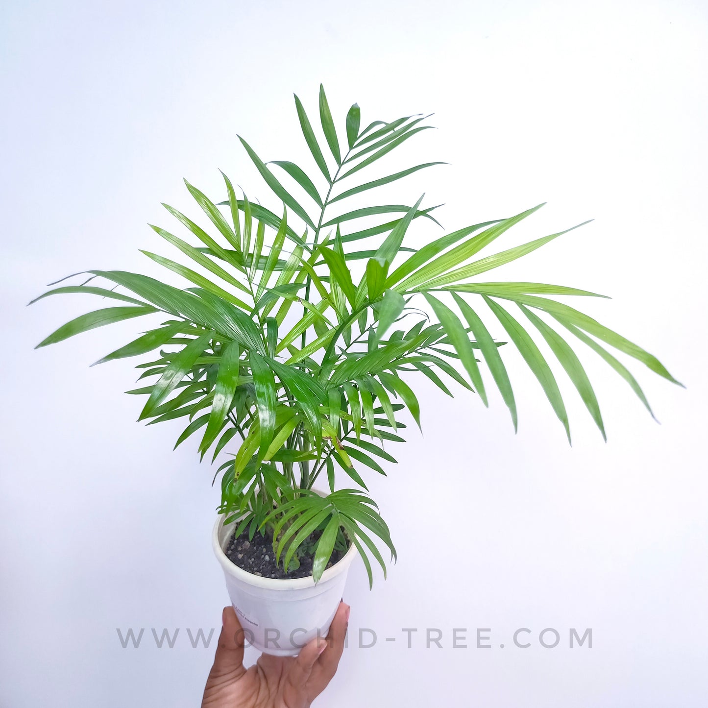 Chamaedorea Elegans | Parlour Palm