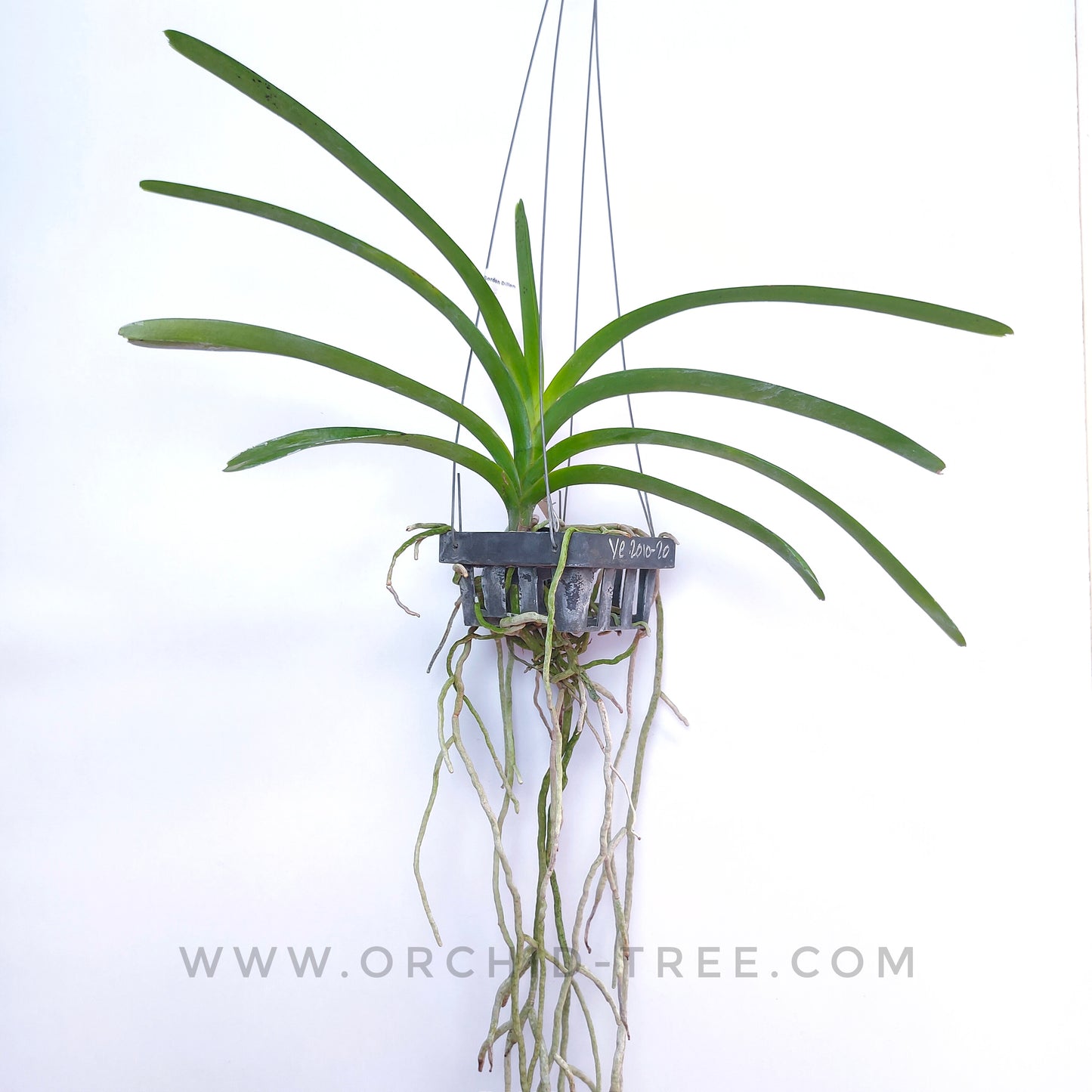 Vanda Gordon Dillon - MS
