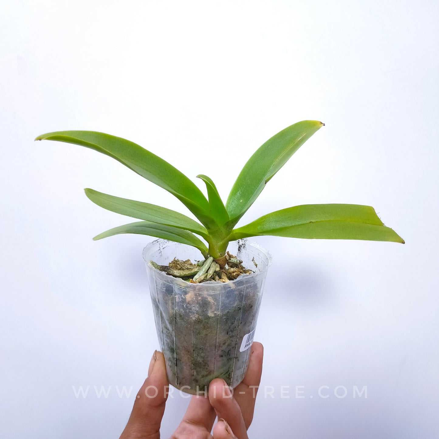 Phalaenopsis Tzu Chiang Sapphire 'Blue' - BS