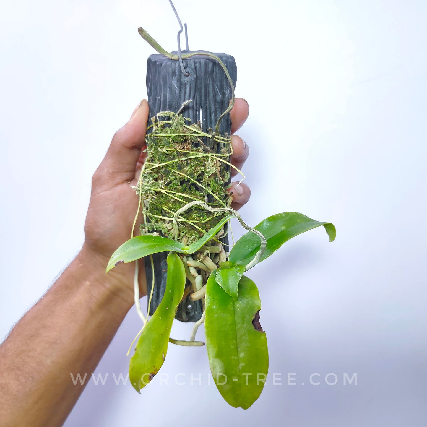Phalaenopsis difformis sp. - BS