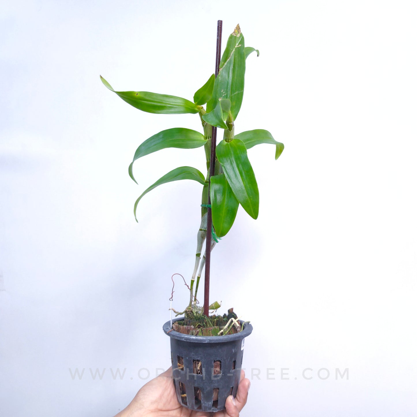 Dendrobium Chantaboon Sunrise - BS
