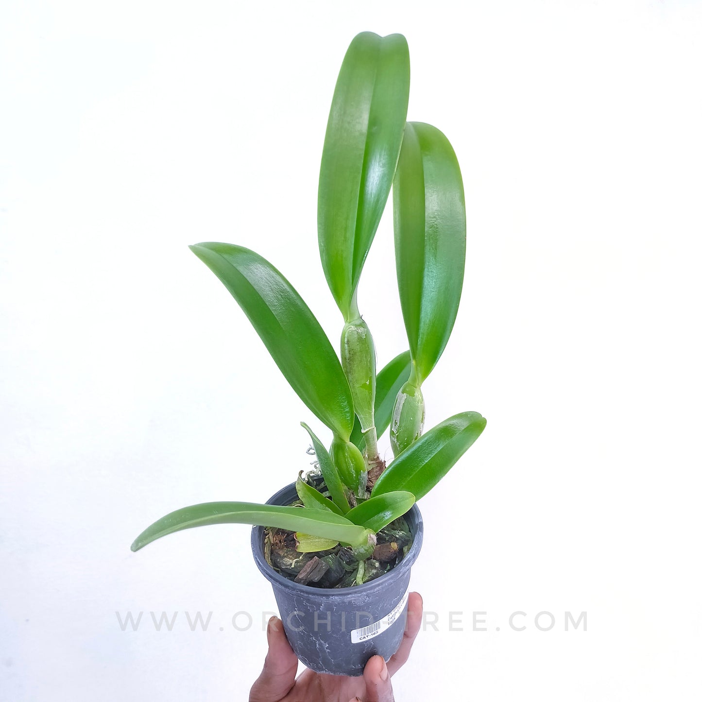 Cattleya Chian-Tzy Lass - BS