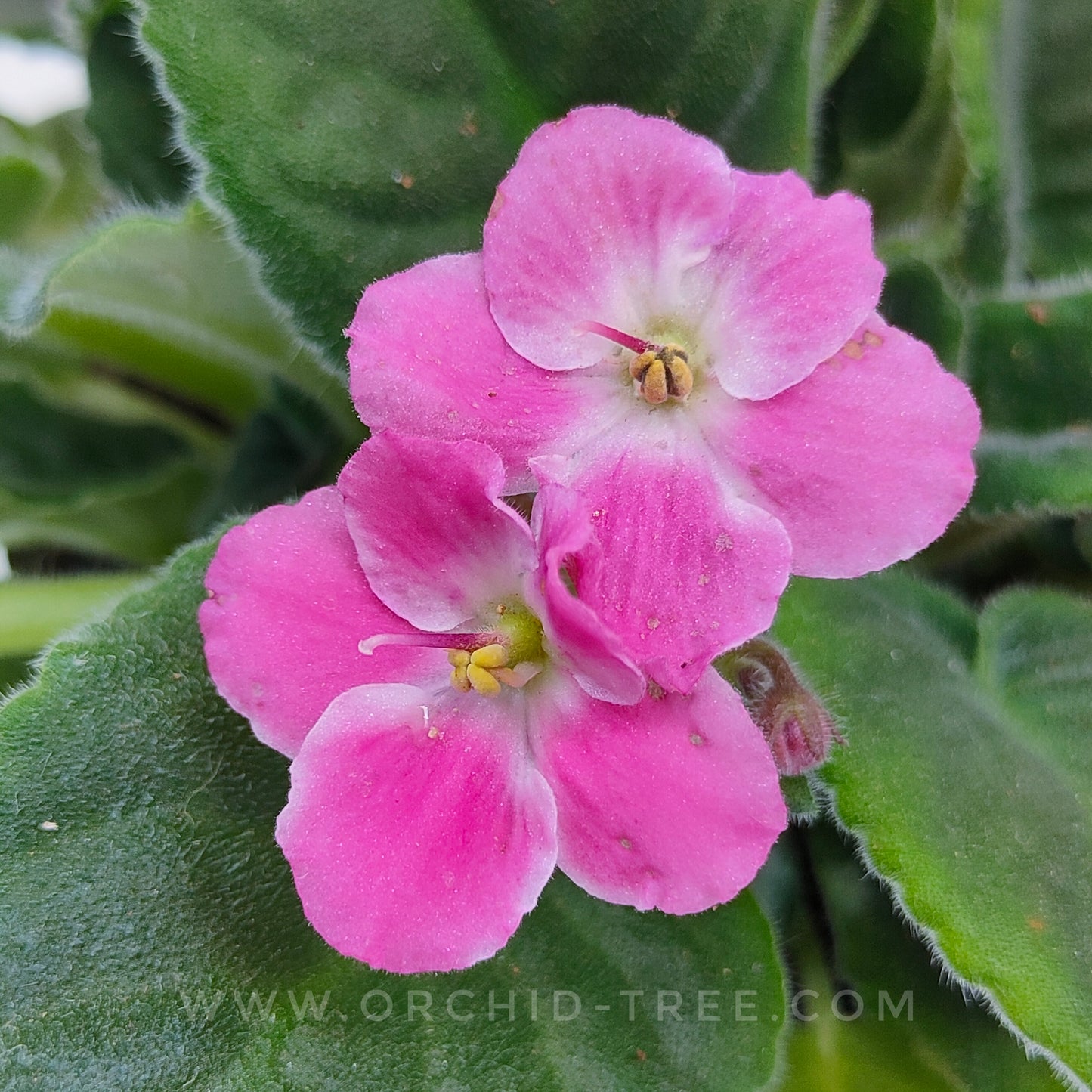 African Violet | Single Petal