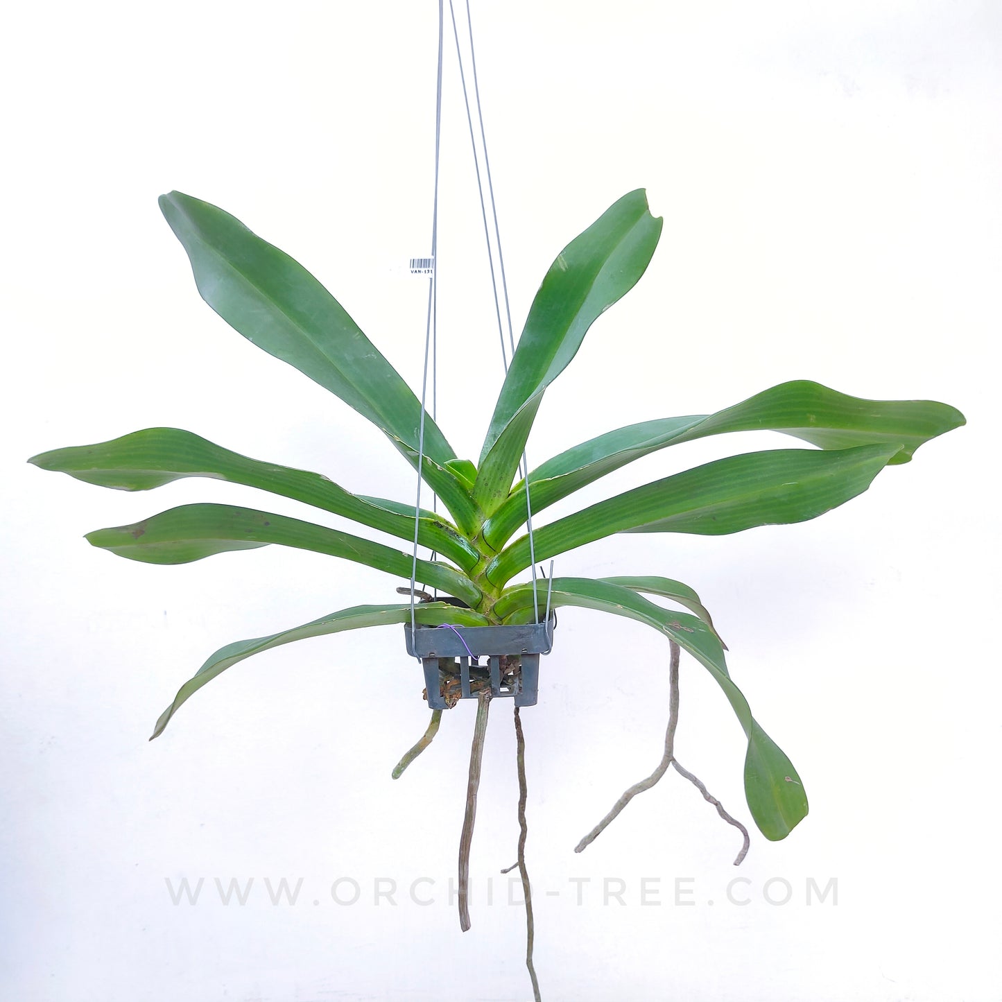 Rhynchostylis gigantea Blue - FF