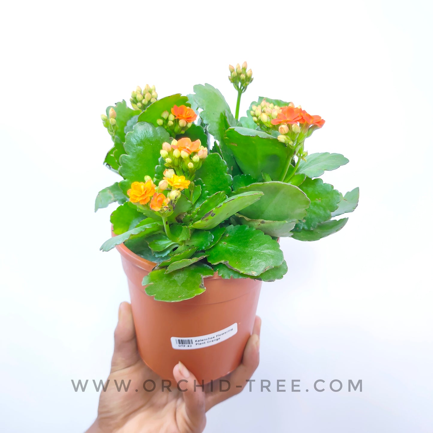 Kalanchoe | Flowering Plants