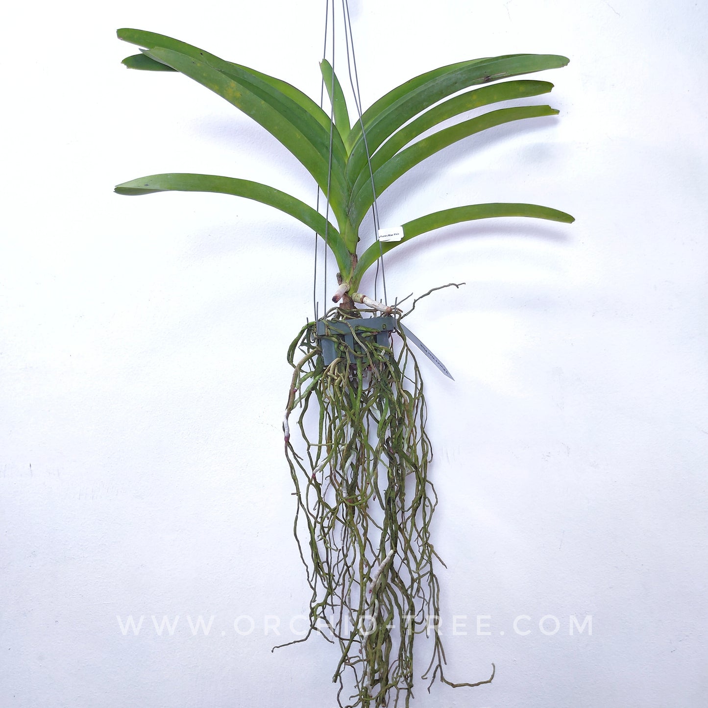 Vanda Pure's Wax Pink - BS