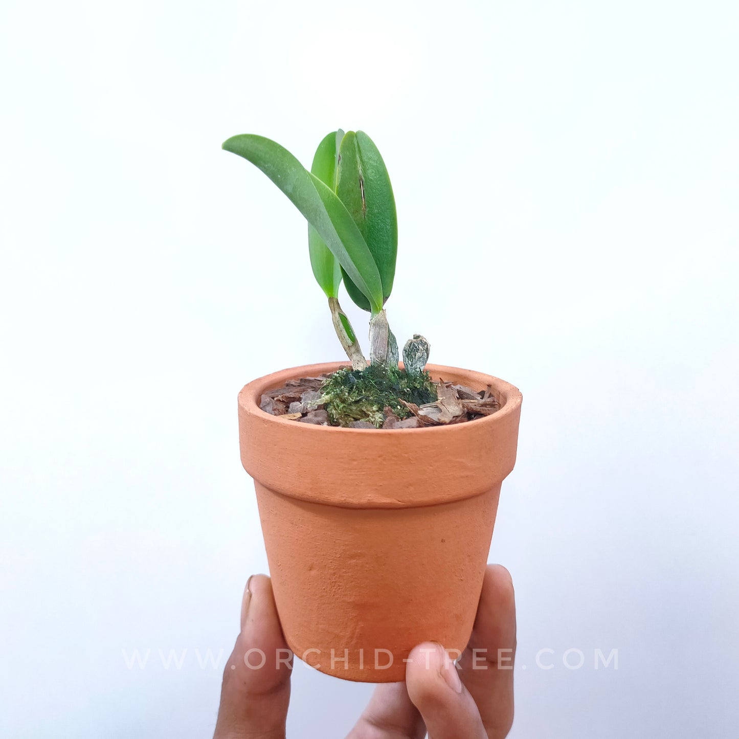 Cattleya Chief Gem 'Red Jewel' - BS ( Miniature)