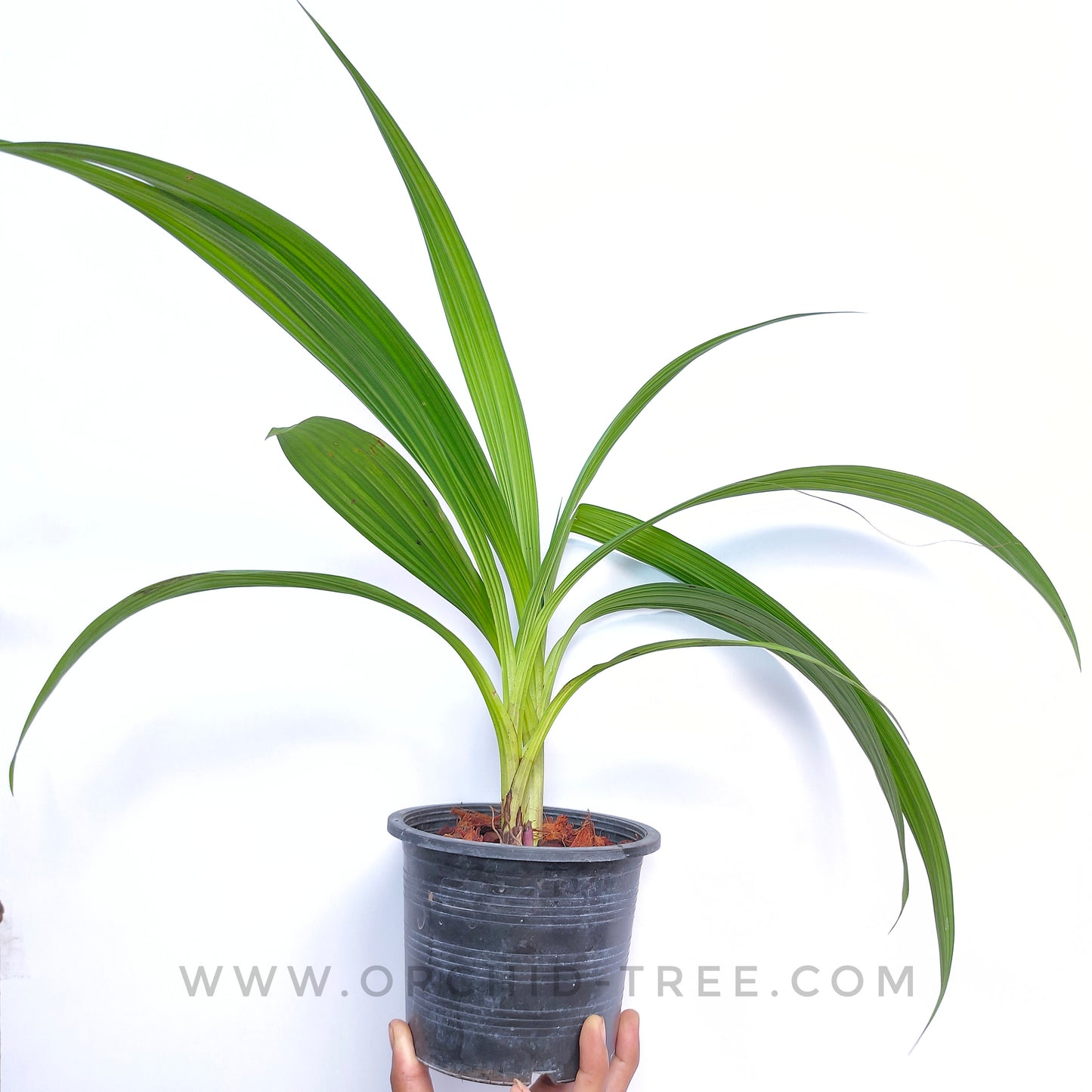 Spathoglottis Peach - BS