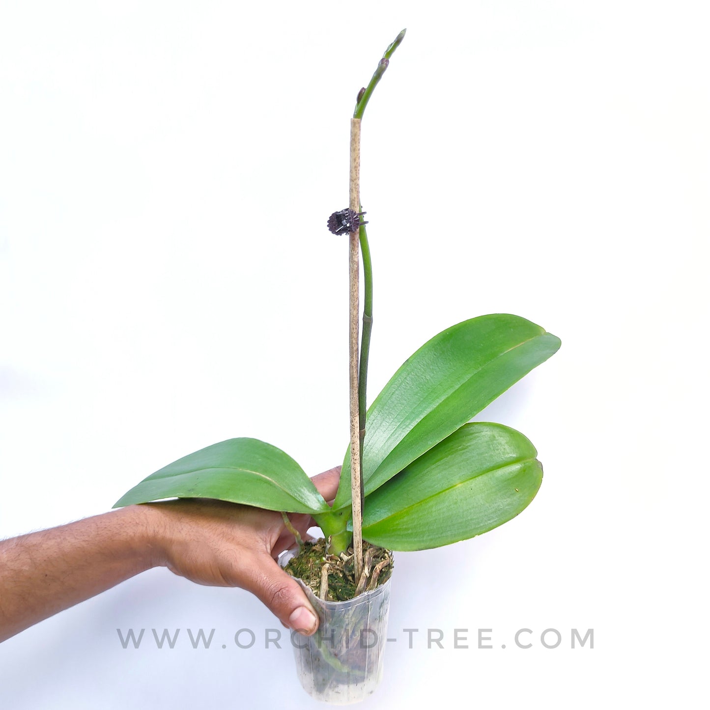 Phalaenopsis OX Macaron - FF