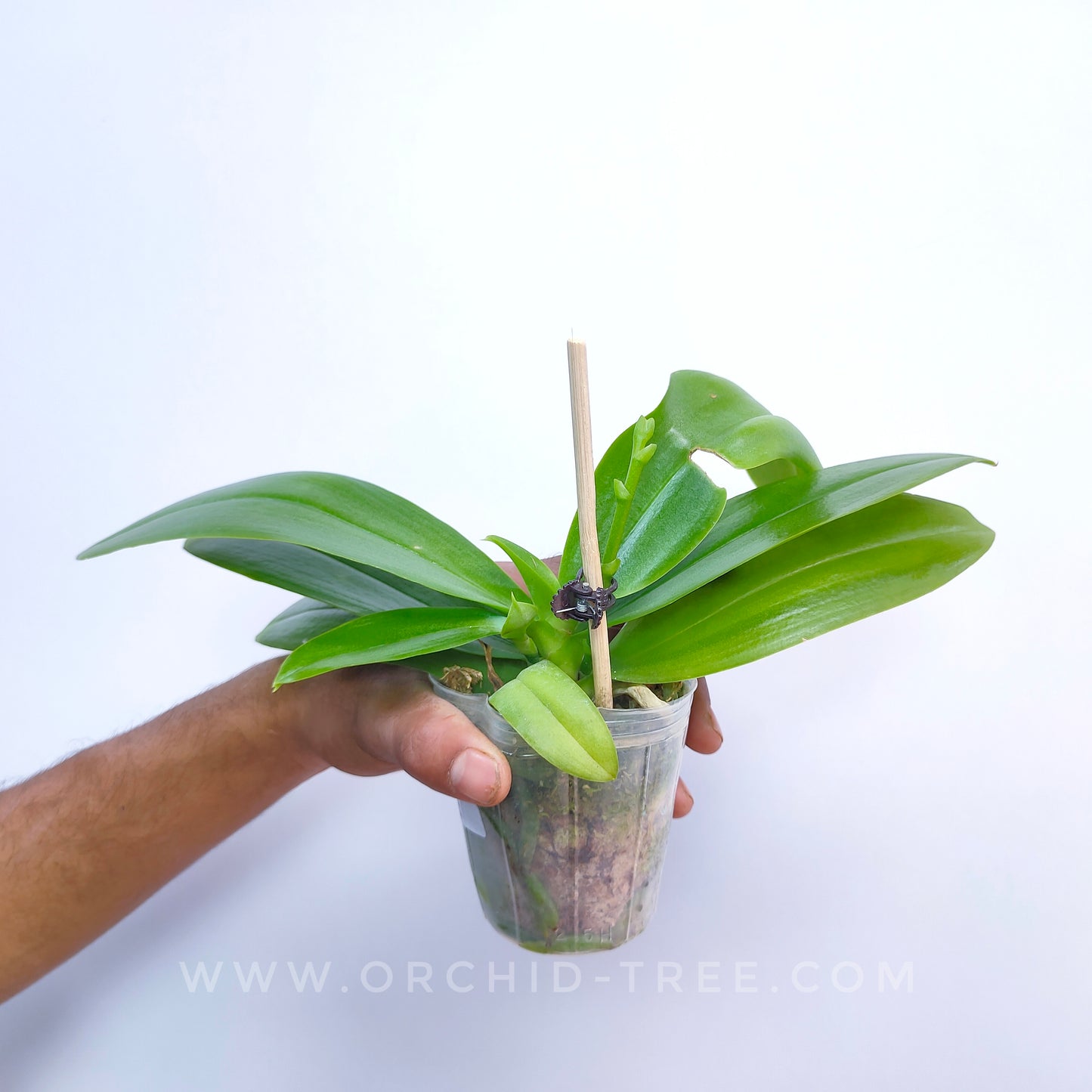 Phalaenopsis Joy Fairy Tale - BS