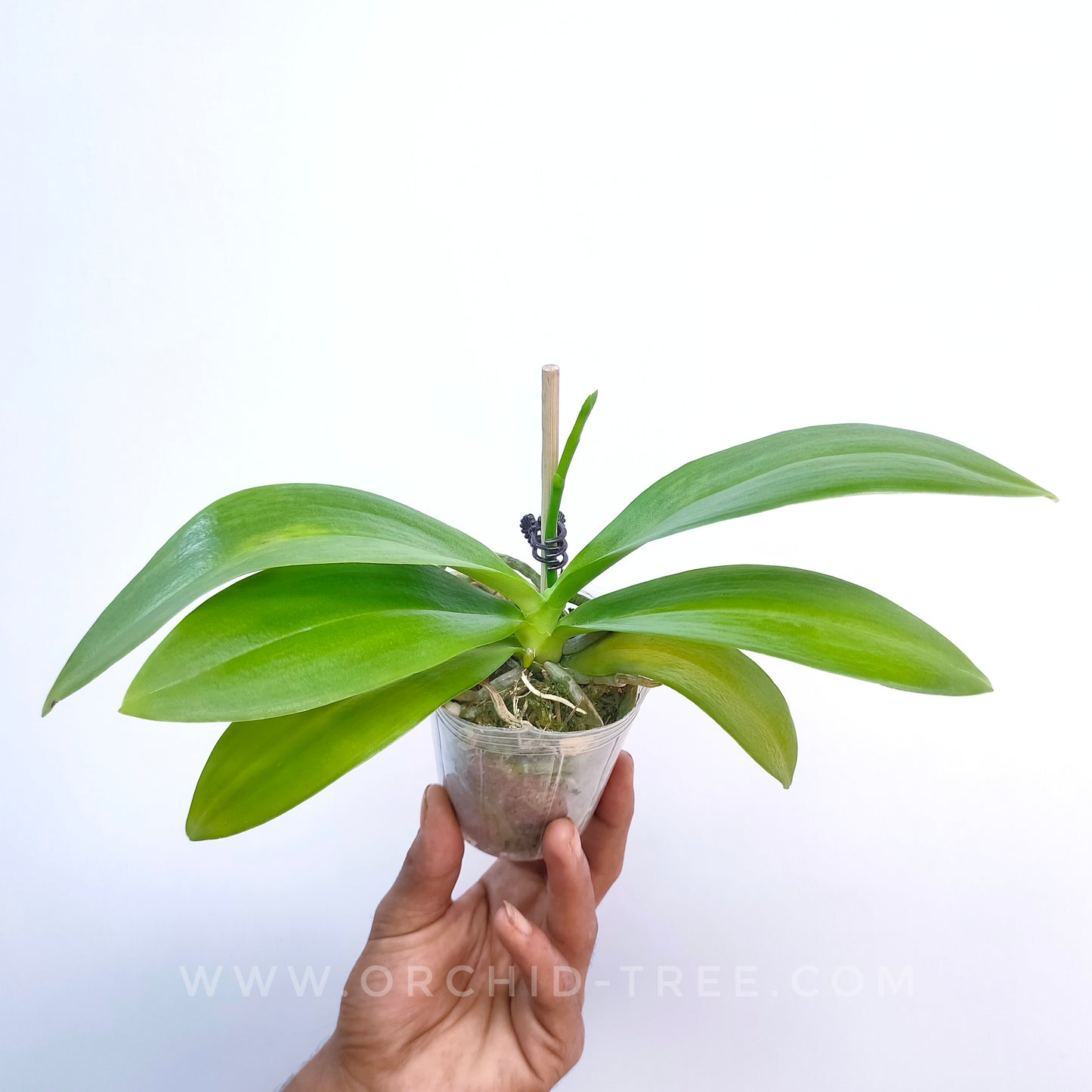 Phalaenopsis Joy Fairy Tale - BS