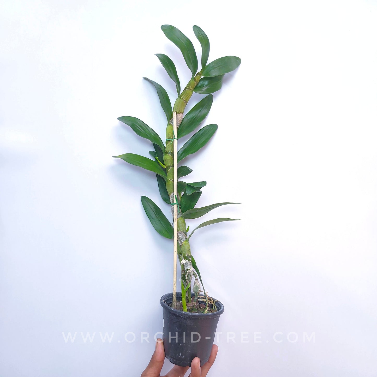 Dendrobium Yellow Song Candy - BS