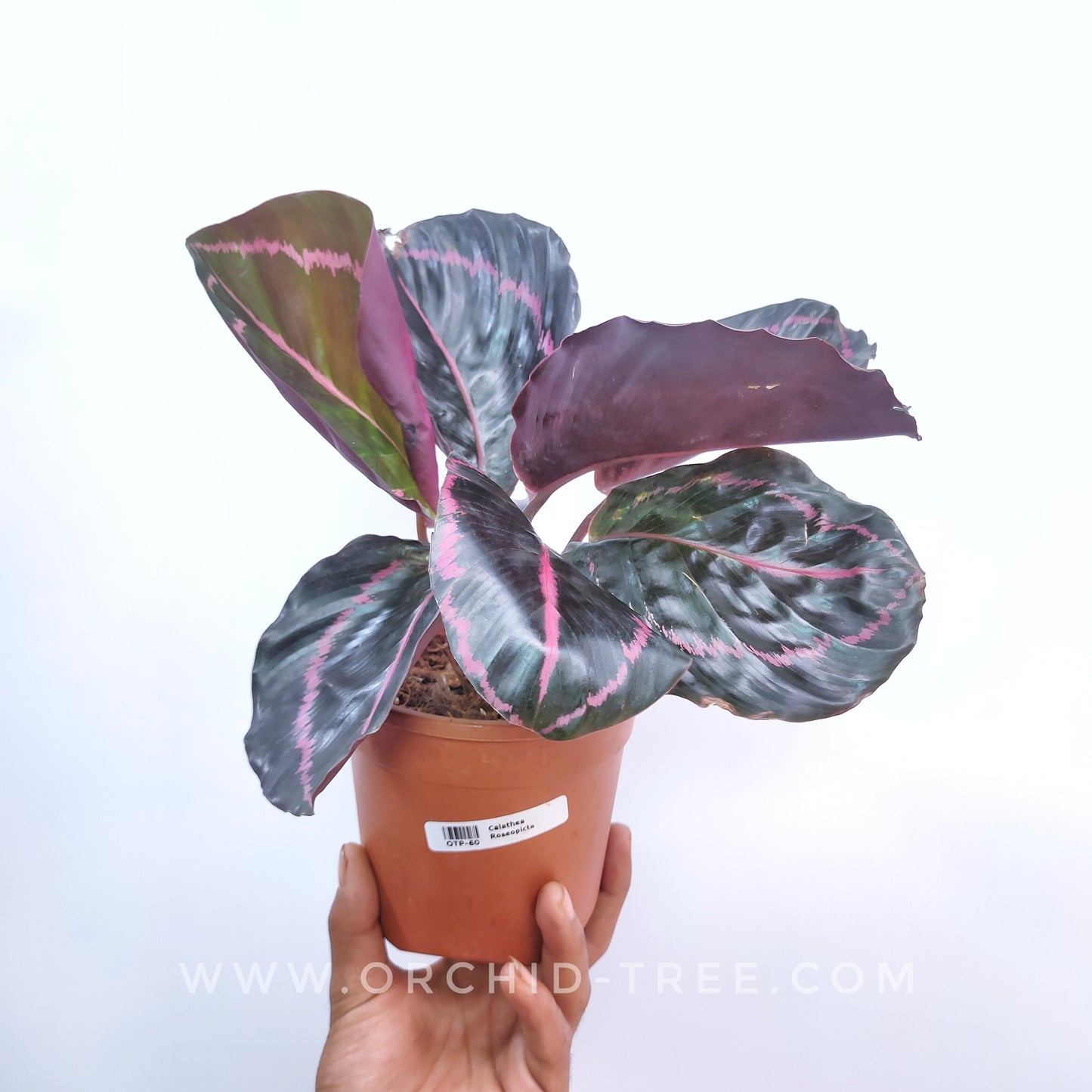 Calathea Roseopicta 'Dottie'