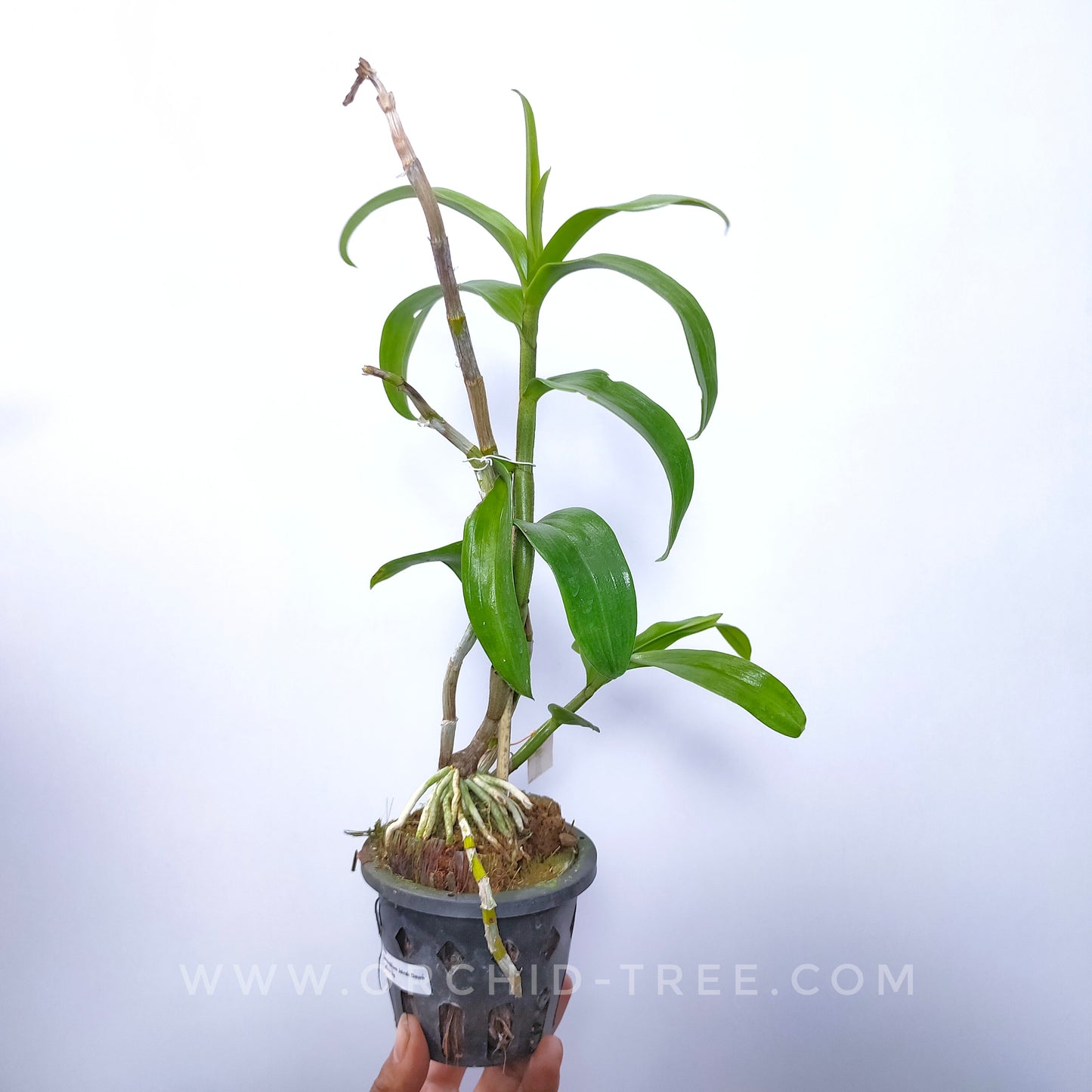 Dendrobium Jairak Dawn Yellow Lip - BS - Buy Orchids Plants Online by Orchid-Tree.com