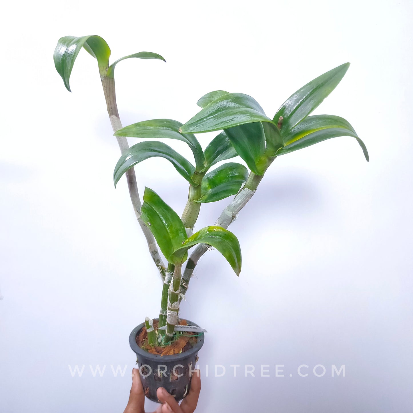 Dendrobium Ocean Blue - BS