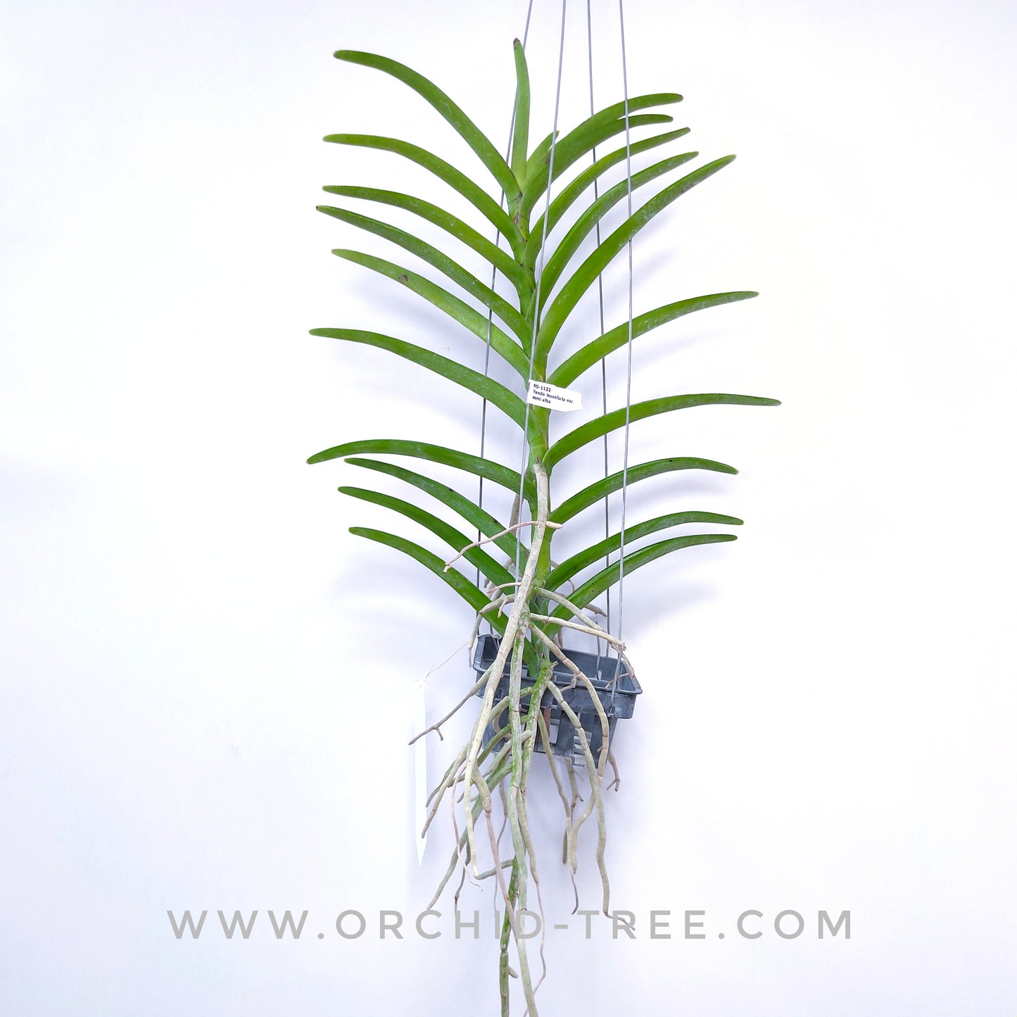 Vanda tessellata var. semi alba sp. - BS