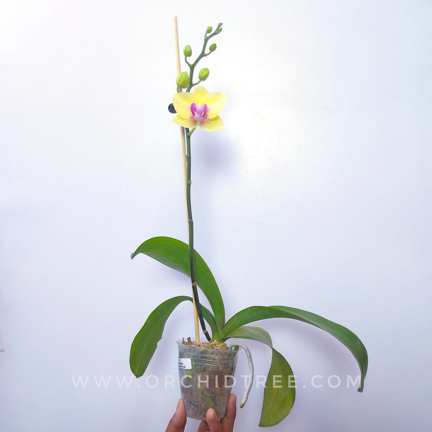 Phalaenopsis Ching Ann Angel - FF