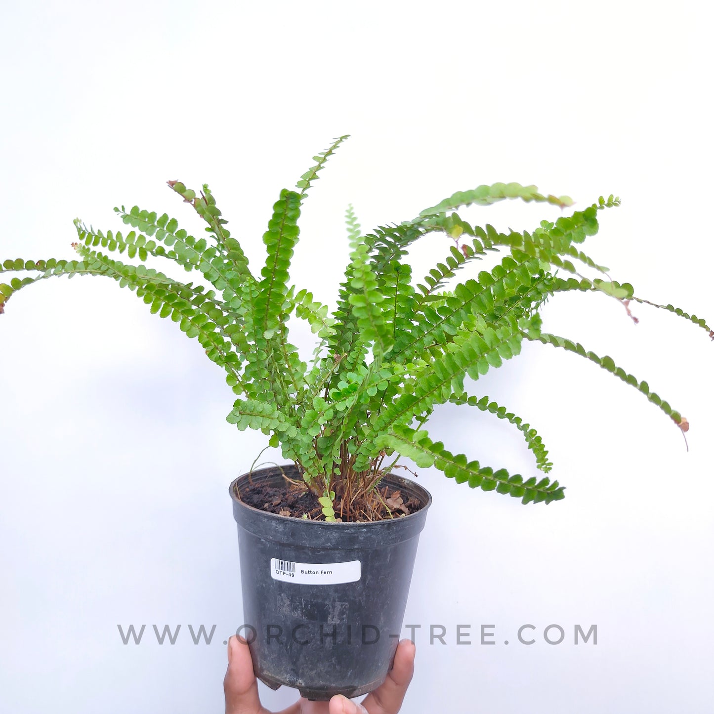 Button Fern