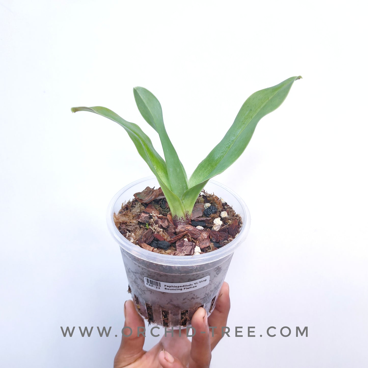 Paphiopedilum Yi-Ying Bouncing Flames - BS