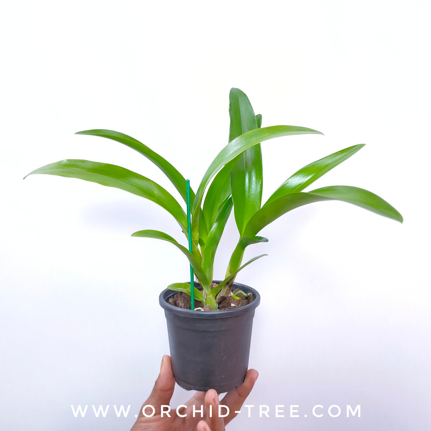 Cattleya (Iwanagara) Appleblossom Hihimanu - BS - Buy Orchids Plants Online by Orchid-Tree.com
