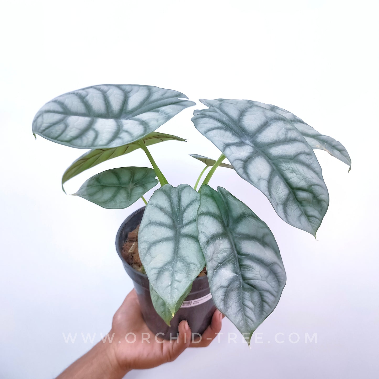 Alocasia Silver
