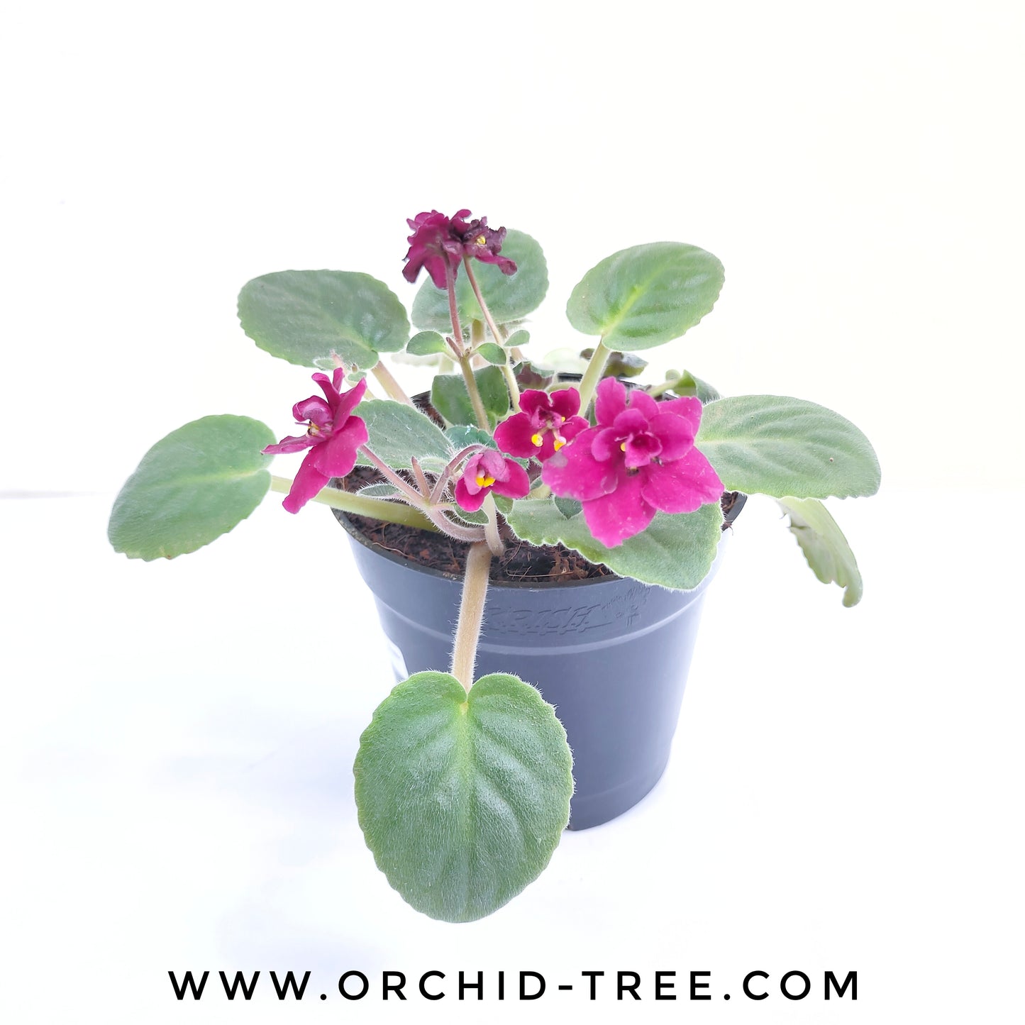 African Violet | Double Petal