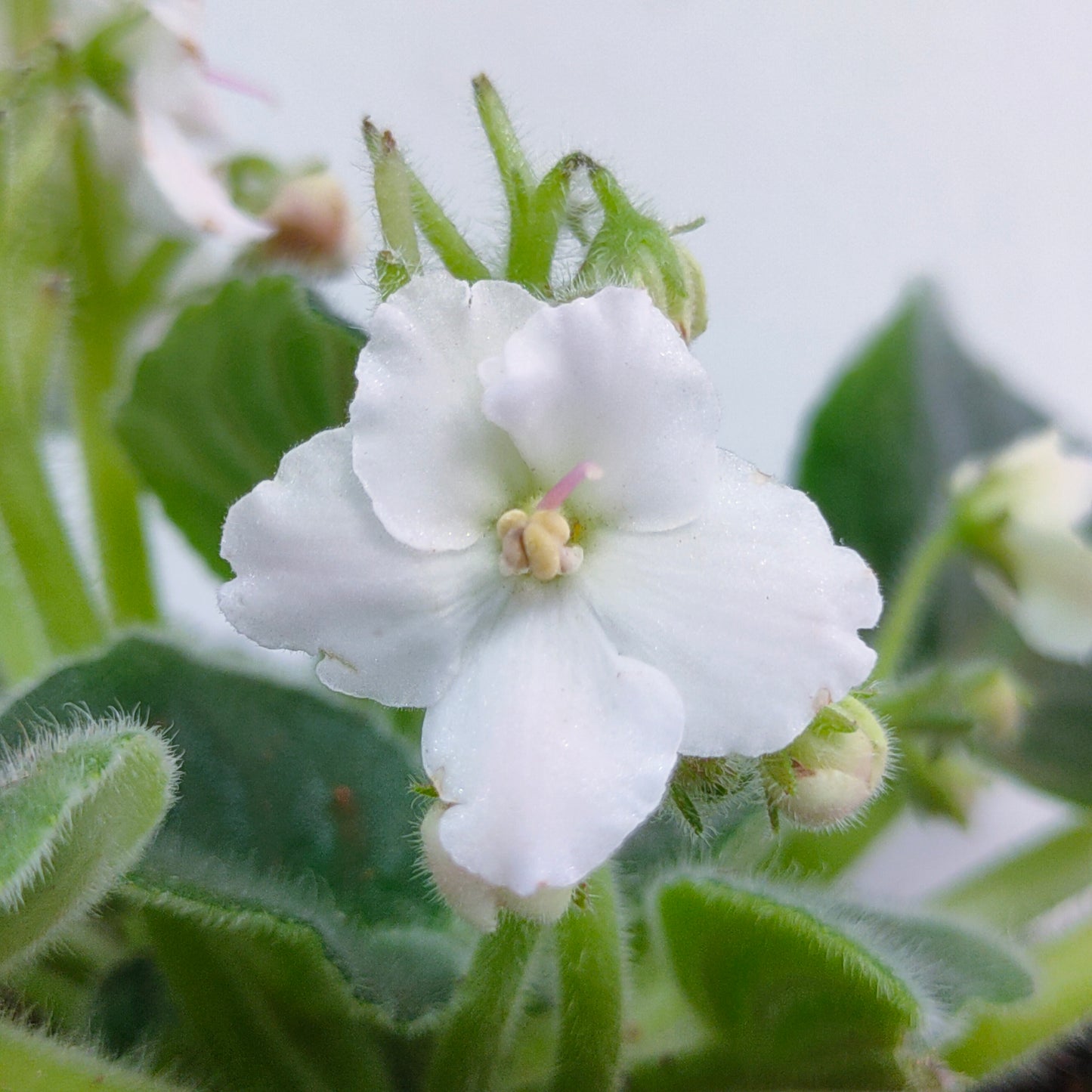 African Violet | Single Petal