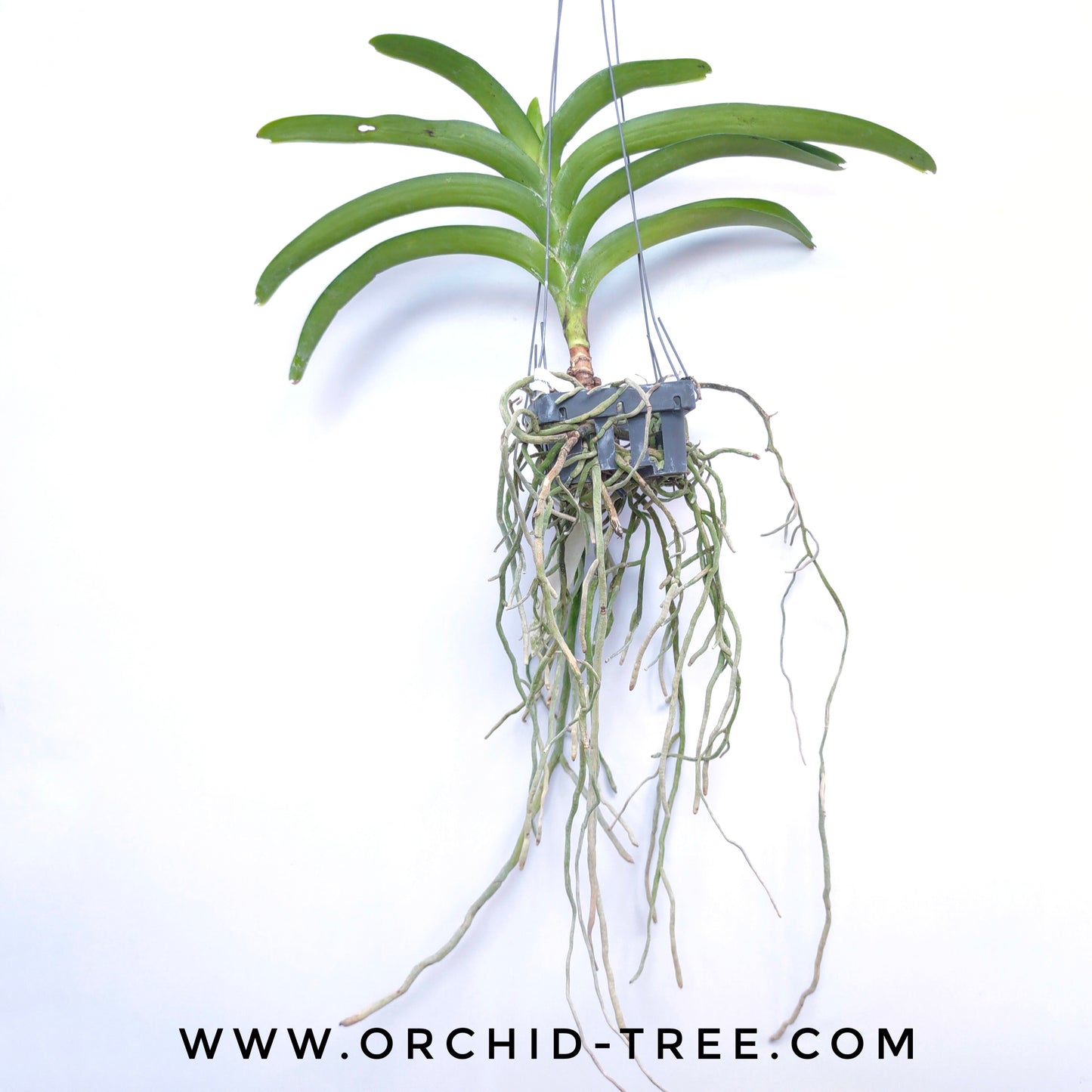 Vanda Somsri Thai Spot - FF