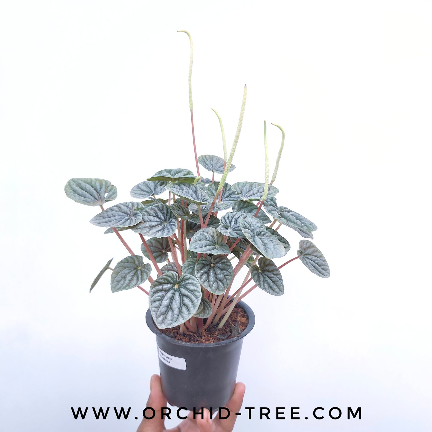 Peperomia Caperata