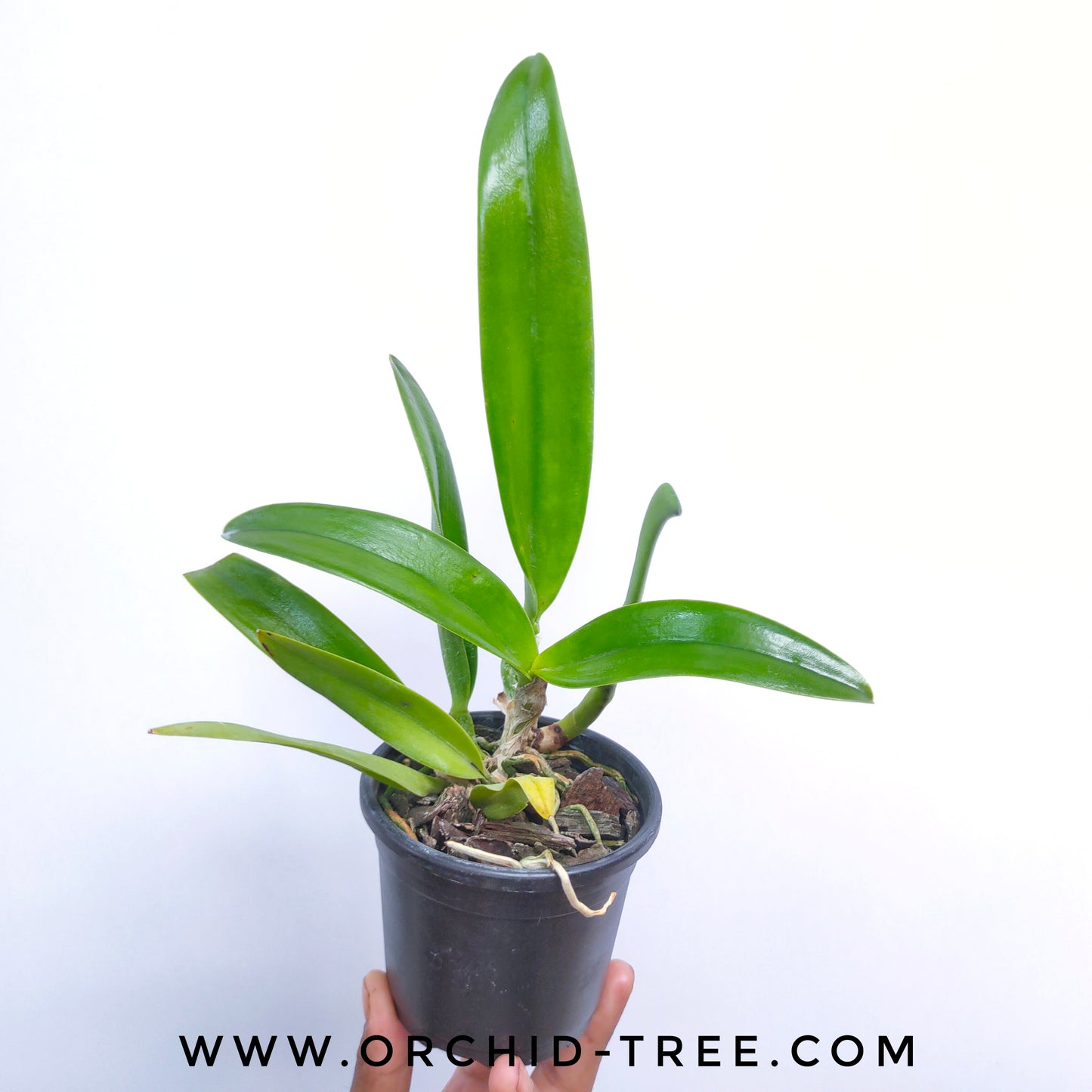 Cattleya Shin Shiang Diamond - FF