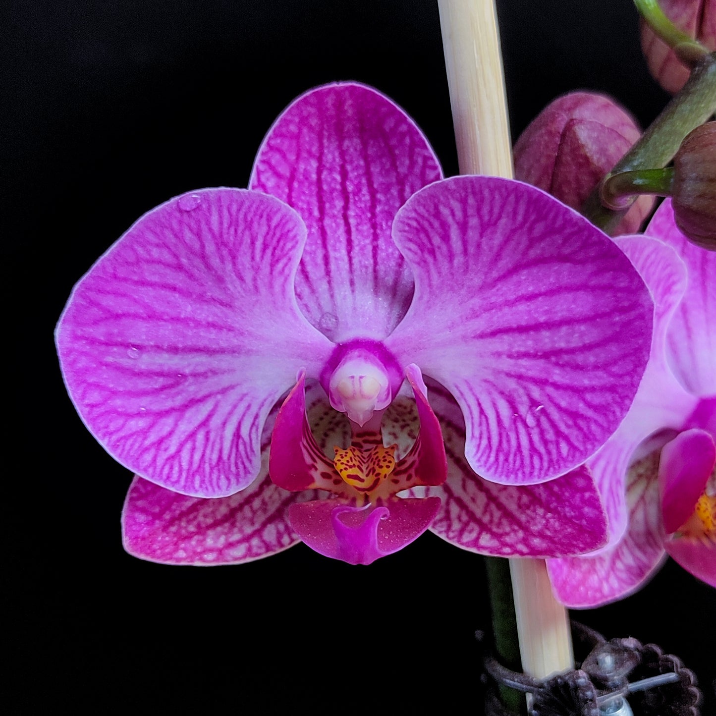 Phalaenopsis Shu Long Sweet - FF