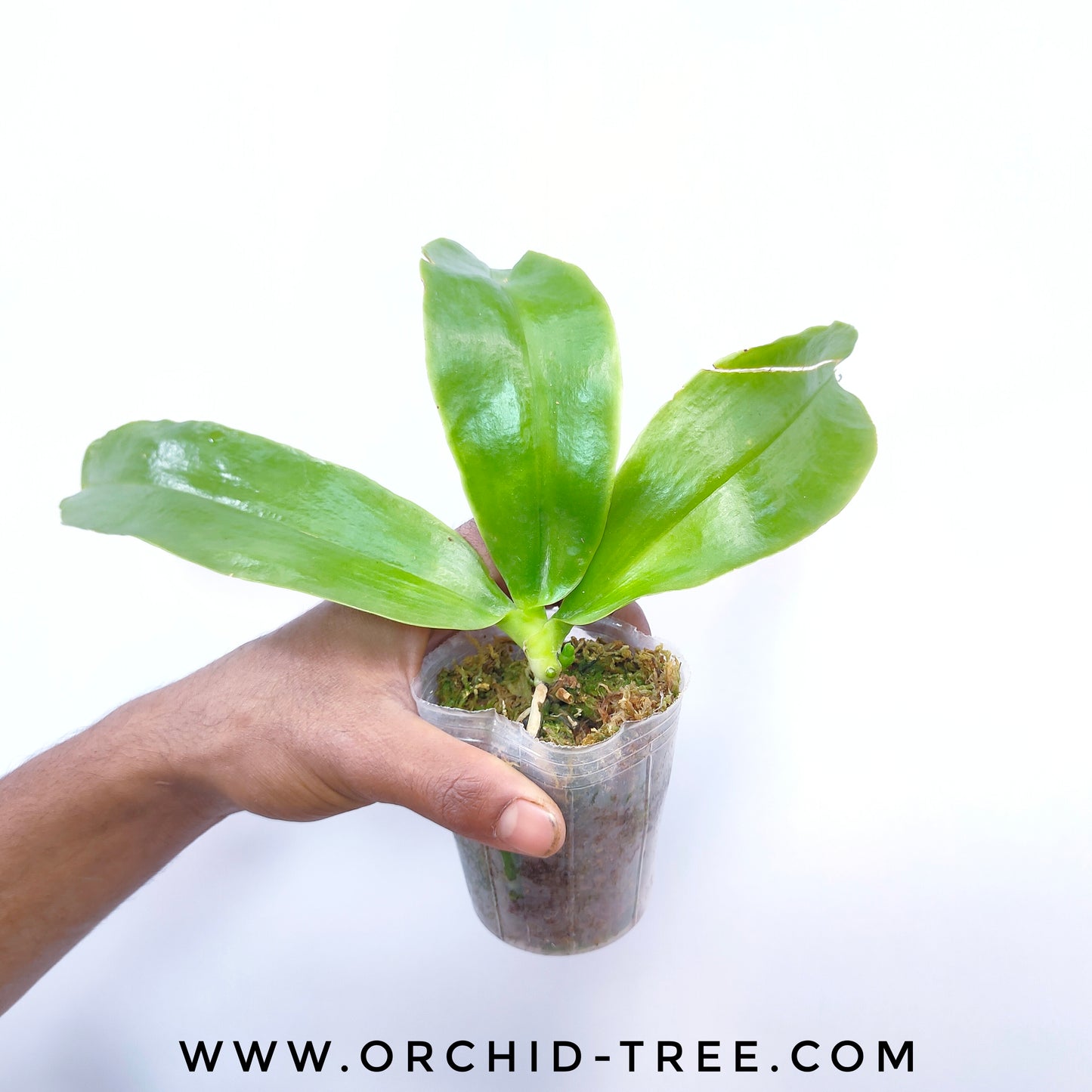 Phalaenopsis Tabasco Tex - FF