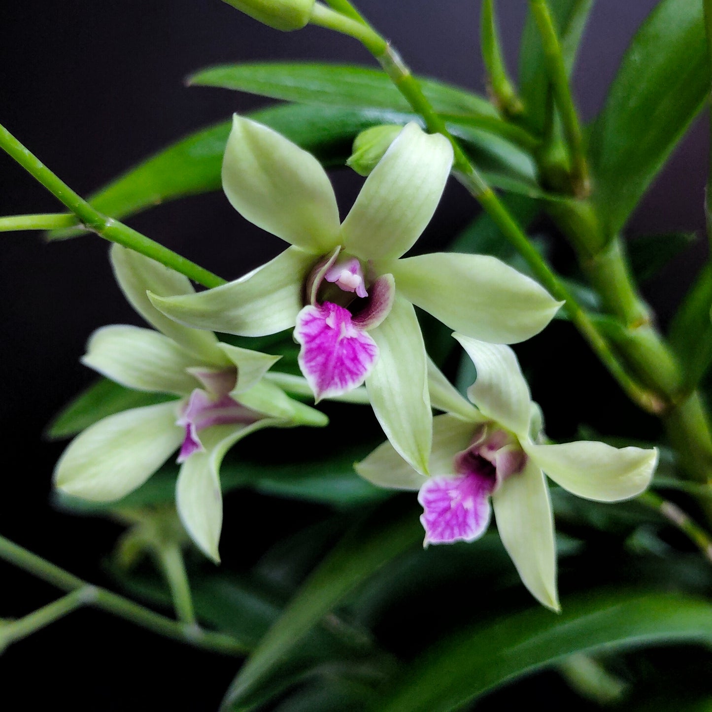 Dendrobium Caesar Bangkok - FF