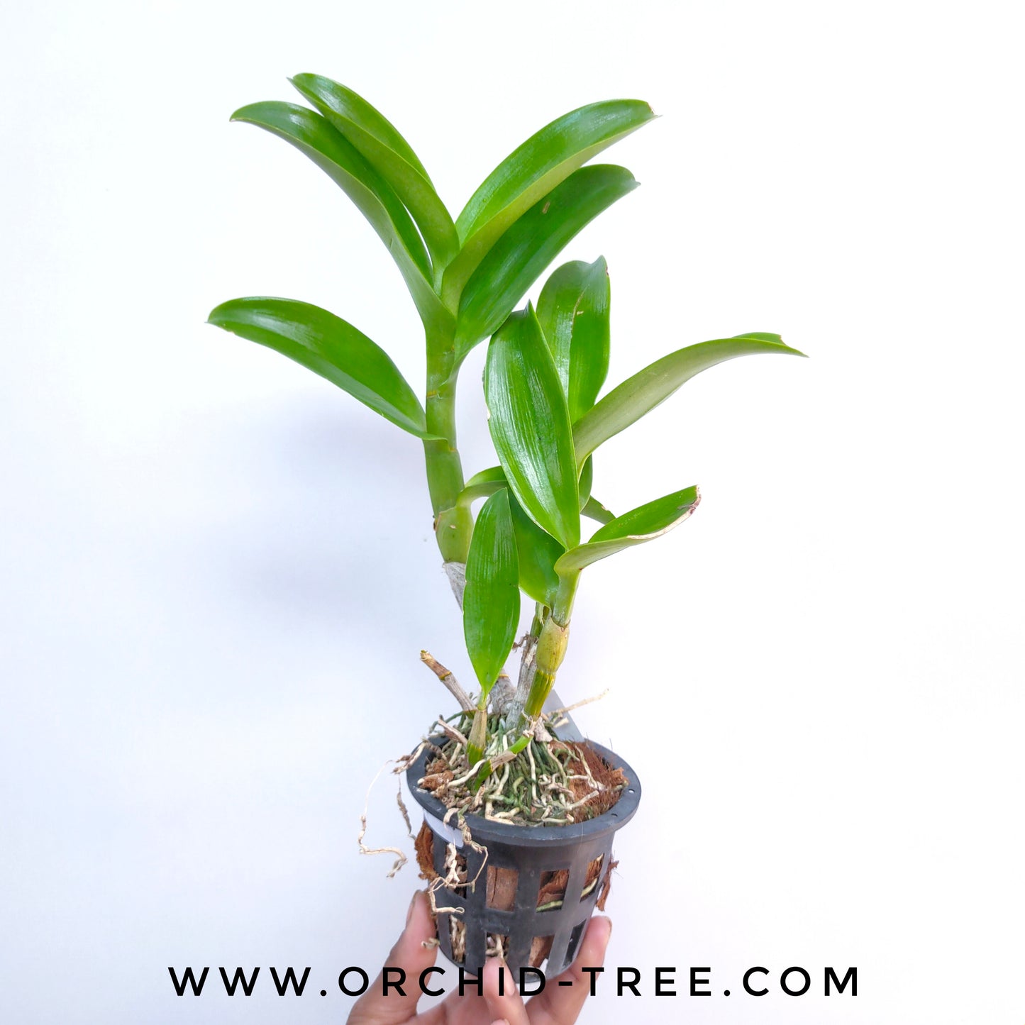 Dendrobium Morning Rabbit - BS