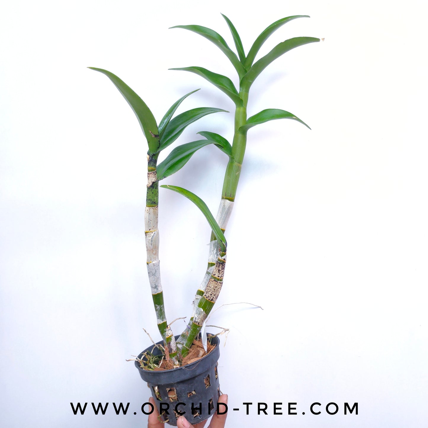 Dendrobium Liberty - FF