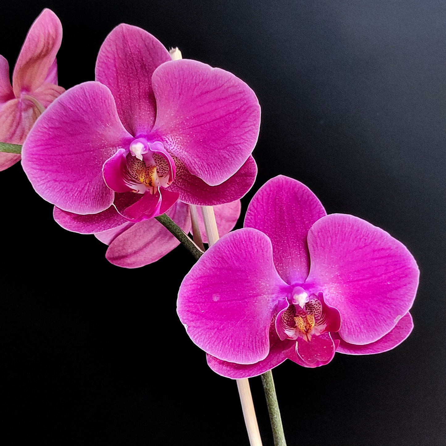 Phalaenopsis Sunshine Coast - FF