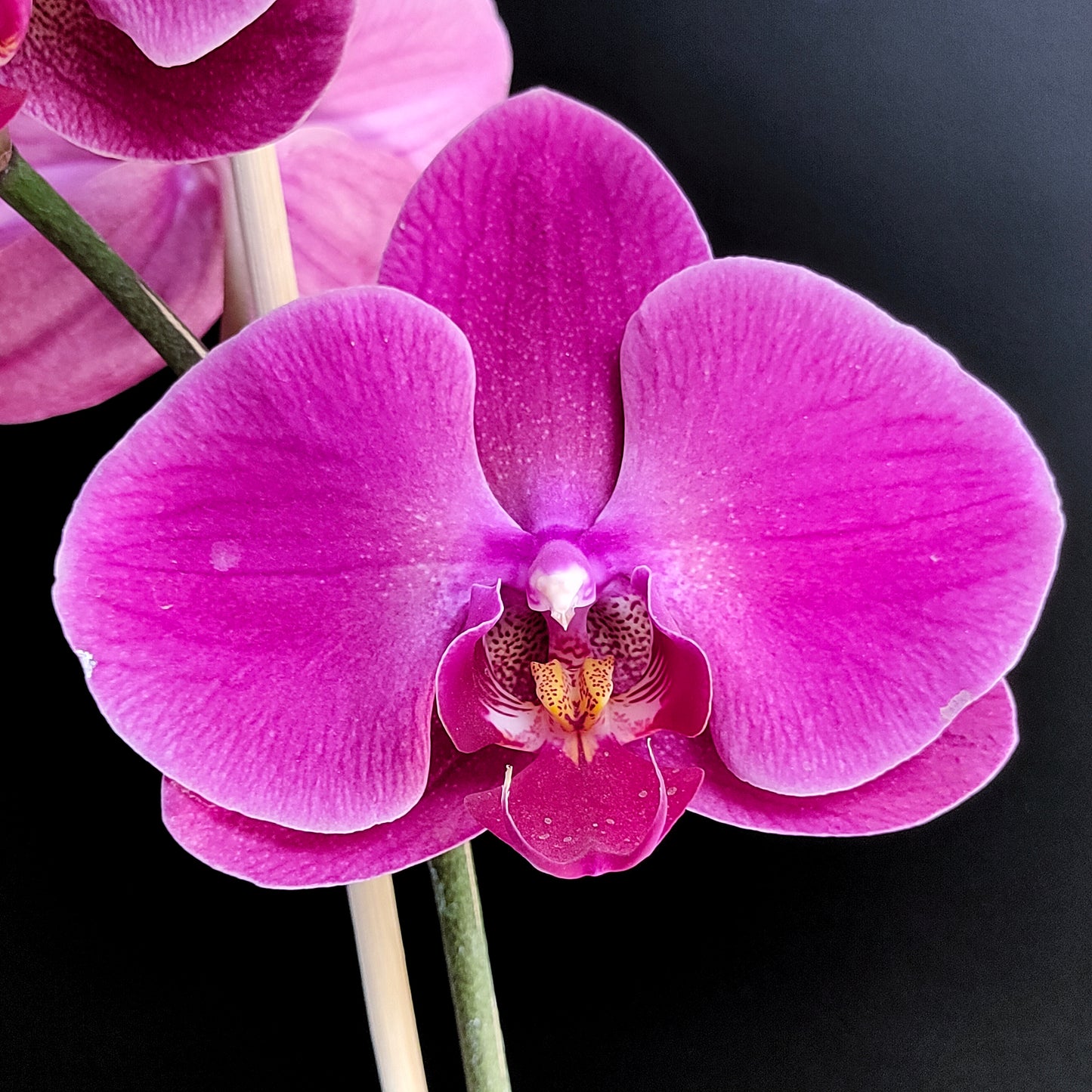 Phalaenopsis Sunshine Coast - FF