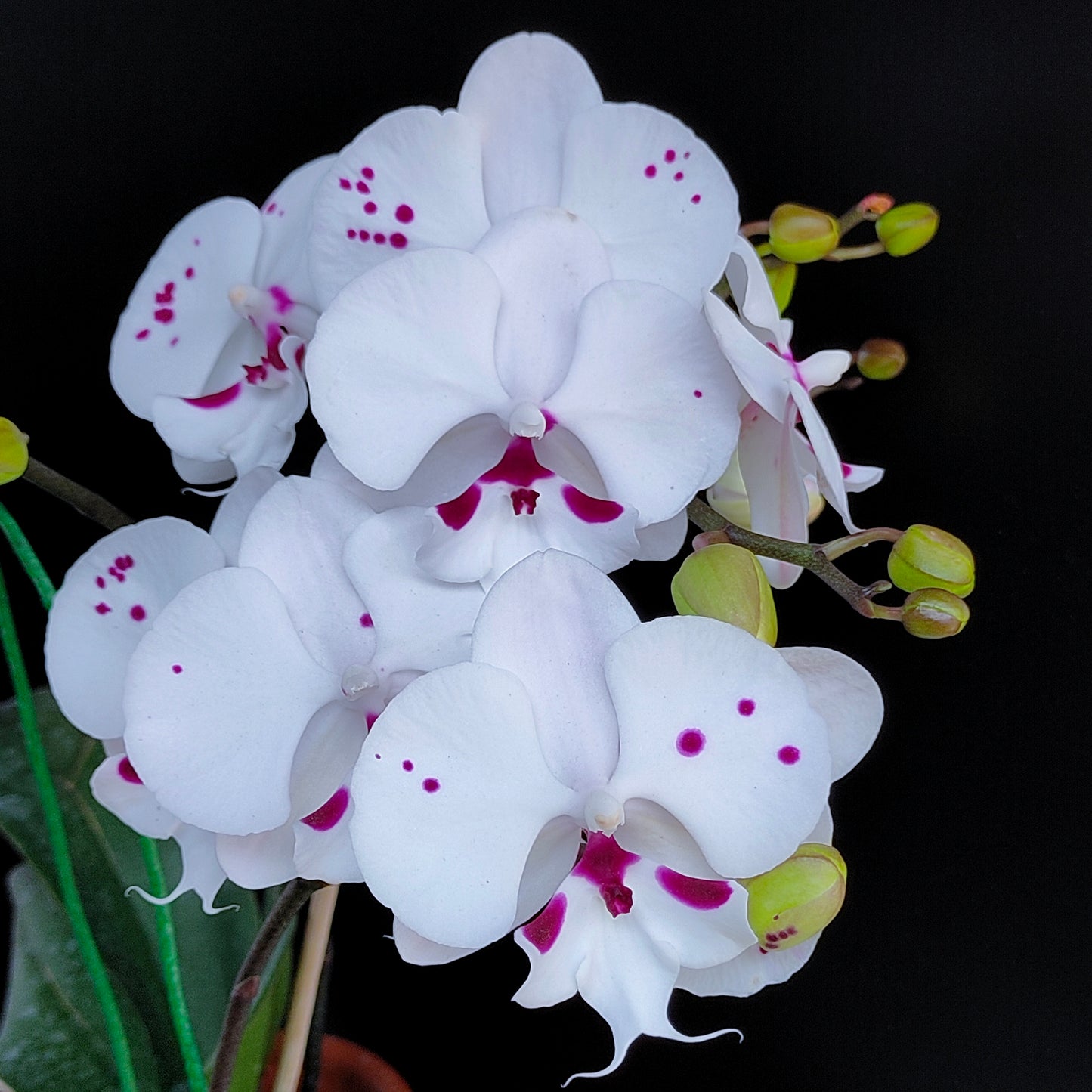 Phalaenopsis Fuller's Al-Plus -FF